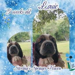 Pablo - Tri-Roan male English Springer Spaniel puppy in Westover, Maryland from Sterling's springer Haven