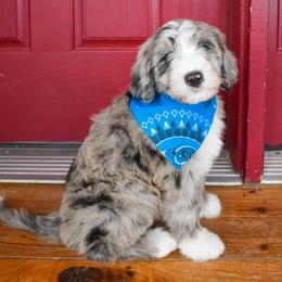 Aussiedoodle Puppies from Colorful Colorado Aussiedoodles