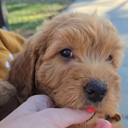 Everest - Red  male Goldendoodle puppy in Red Oak, Iowa from Fisher Pups-Stay Golden with a Doodle