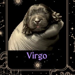 Virgo - Black female Newfoundland puppy in Tully, New York from Bear Paw Newfoundlands