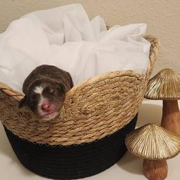 Miniature American Shepherd and Toy Australian Shepherd Puppies from Riverstone Aussies