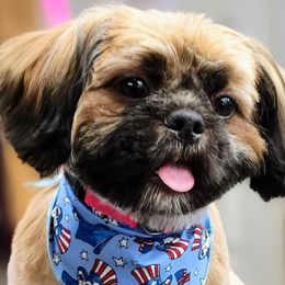 Shih Tzus from Baby Girl’s Yorkies, Shih-Tzu, Shorkies