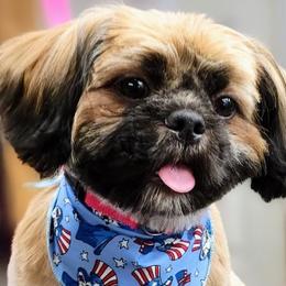 Shih Tzus from Baby Girl’s Yorkies, Shih-Tzu, Shorkies