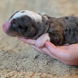 Peanut - Merle male Bernedoodle puppy in Mc Gaheysville, Virginia from Doting Doodles