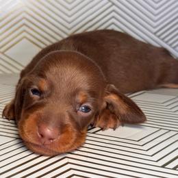 Daphne- Chocolate girl - Chocolate and tan female Dachshund puppy in North Auburn, California from Northern Doxie