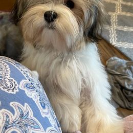 Havanese from Andorra