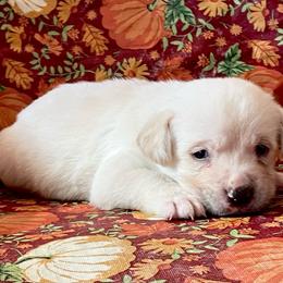 Girl 1 - Yellow female Labrador Retriever puppy in Jamestown, Ohio from Heartlands Quality Labrador Retrievers