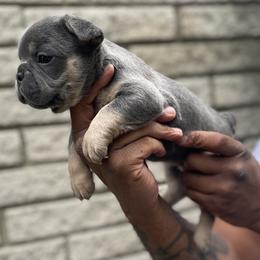 French Bulldog Puppies from Mid Coast Frenchies