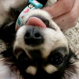 Dachshund Puppies from STORIED DOXIES