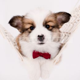 Shade - Red male Pembroke Welsh Corgi puppy in Santaquin, Utah from Blacktail Mountain Corgis