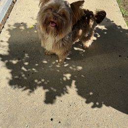 Chewie - Yorkshire Terrier