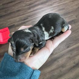 Coffee - Dapple male Dachshund puppy in Live Oak, Florida from Johnson’s Weiner Farm