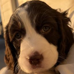 Light Pink Collar - Liver and white female English Springer Spaniel puppy in Tea, South Dakota from Mindy's English Springer Spaniels