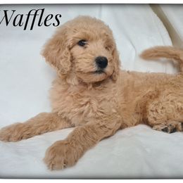 Cooper - Cream male Labradoodle puppy in Mission, Texas from Sharyland Pets