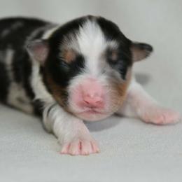 Male 4 - Blue merle male Australian Shepherd puppy in Hamilton, New Jersey from Birch Haus