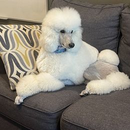 Poodle All Grown Up from Dan DS