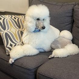 Poodle All Grown Up from Dan DS