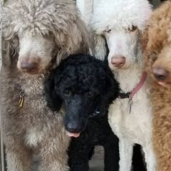 Double Doodles and Goldendoodles from Loving Breeds