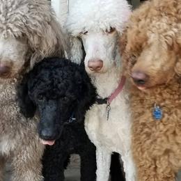 Double Doodles and Goldendoodles from Loving Breeds