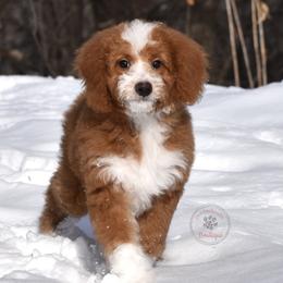 Blue boy - Red male Bernedoodle puppy in Waukesha, Wisconsin from Bernedoodle Boutique (and Cavapoos)