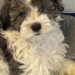 Pink Collar Girl - Grey and white female Bernedoodle puppy in Colorado Springs, Colorado from Pikes Peak Doodles