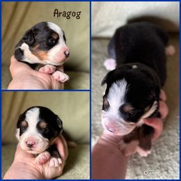 Aragog - Black rust and white male Bernese Mountain Dog puppy in Merrill, Michigan from Happy Tails Family Farm
