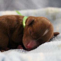 Romeo - Red male Cavapoo puppy in Springtown, Texas from North Texas Puppies
