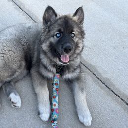 Siberian Husky Puppies from The Land Siberians