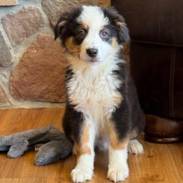Refund- black tri male 7 - Black tri-color male Australian Shepherd puppy in Chehalis, Washington from Wandering Acres Ranch