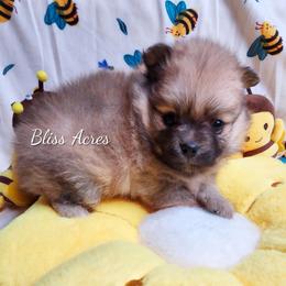 Willow - Red parti female Pomeranian puppy in Ponca City, Oklahoma from Bliss Acres Farm