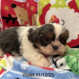Violet - Blue and white female Shih Tzu puppy in Jasper, Indiana from Jacob’s Spoiled Shih Tzu