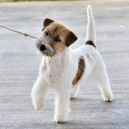 AnDee - Russell Terrier