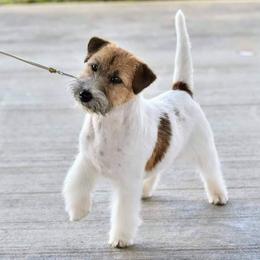AnDee - Russell Terrier