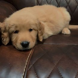 Cider - Golden male Golden Retriever puppy in Olathe, Colorado from Duck Dogs Colorado