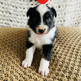 Arrow - Black tri-color male Australian Shepherd puppy in Zwingle, Iowa from Homestead Aussies & Doodles