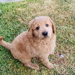 Australian Mountain Doodle, Bernedoodle, and Goldendoodle Puppies from Wynterwood Doodles
