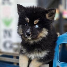 Mrs. White (Betty) SALE 2700 - Black female Pomsky puppy in Christiana, Tennessee from Smoky Mountain Pomskies
