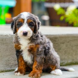 Stag - Blue merle male Bernedoodle puppy in Dundee, Ohio from Down Home Doodle