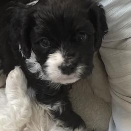 Dreamy - Tri-color female Cavapoo puppy in Lexington, Kentucky from Callaway's Cavaliers