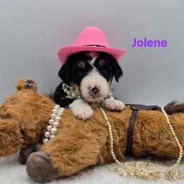 Jolene - Tri-color female Bernedoodle puppy in Summerville, South Carolina from Channys Doodles