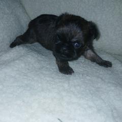 Brussels Griffon Puppies from Carol's Brussels Griffon