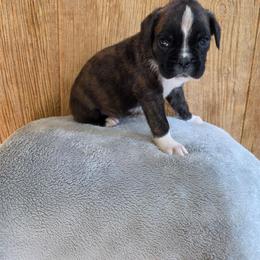 Carisma - Brindle female Boxer puppy in Thompson, Pennsylvania from Moonlitboxers