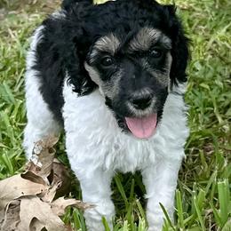 Poodle Puppies from Alysia Saleice Estes