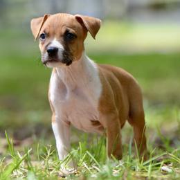 The Gentle Companion - Red male American Staffordshire Terrier puppy in St. Augustine, Florida from LBK & Ancient City