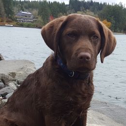 Chesapeake Bay Retrievers from Madrona Chesapeake Bay Retrievers