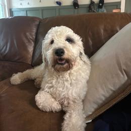 Lucy - Sheepadoodle