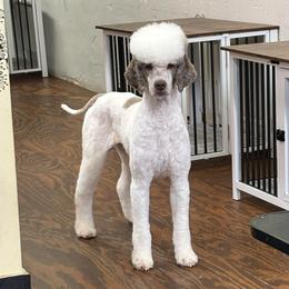 Arlo - Poodle