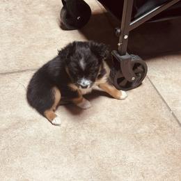 Boy 1 - Black tri male Miniature Australian Shepherd puppy in Madisonville, Texas from Diamond R Aussies