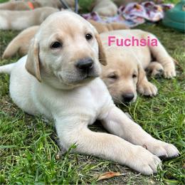 Fuchsia - Yellow female Labrador Retriever puppy in Rock Hill, South Carolina from North Star Retrievers