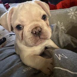 Bam-Bam - Cream male French Bulldog puppy in Murphy, Texas from Mathew Household Frenchies